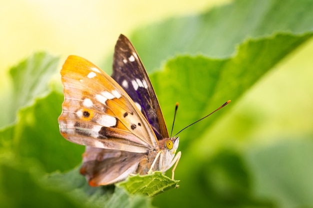 Schmetterling auf Blütenblume in grünem naturex9