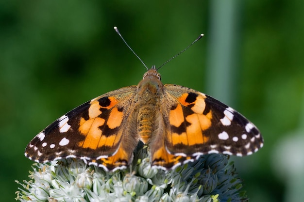 Schmetterling auf Blütenblume in grünem naturex9