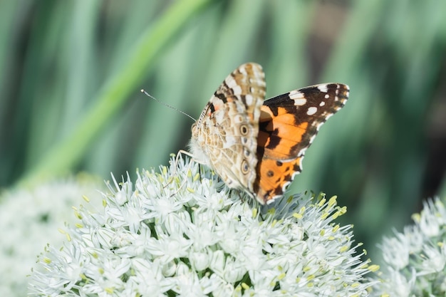 Schmetterling auf Blütenblume in grünem naturex9