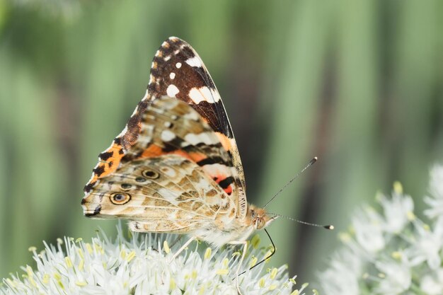 Schmetterling auf Blütenblume in grünem naturex9