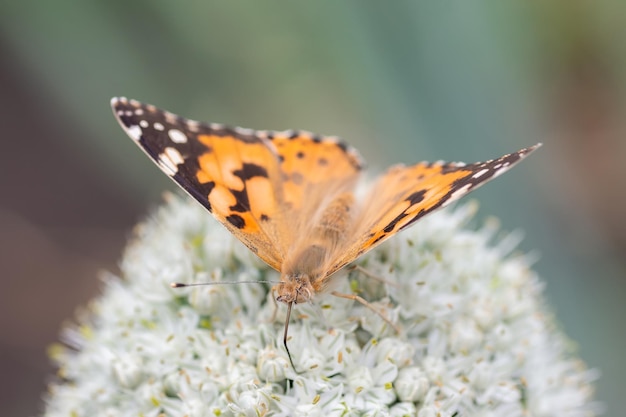 Schmetterling auf Blütenblume in grüner Natur