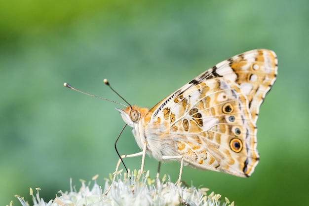 Schmetterling auf Blütenblume in grüner Natur