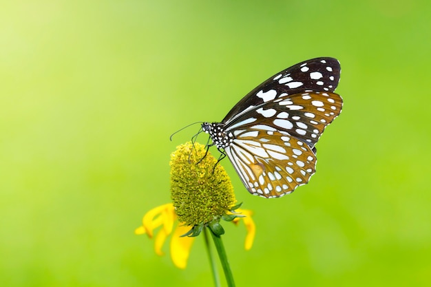 Schmetterling auf Blume im Garten