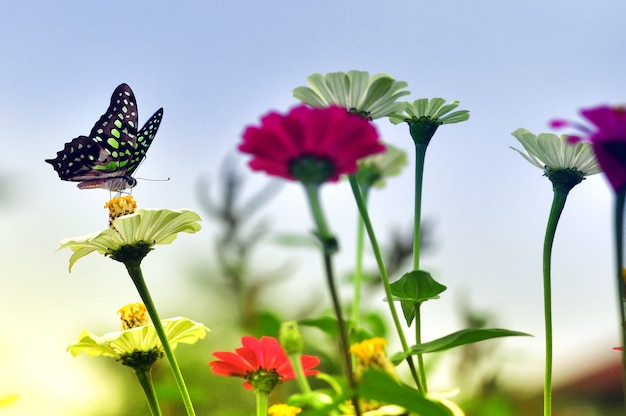 Schmetterling auf Blume im Sommer