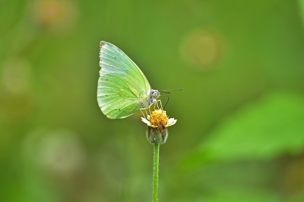 Schmetterling auf Blume in einer Wiese, im Frühjahr Nahaufnahme eines Makros.