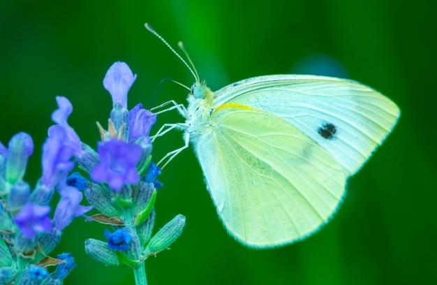 Schmetterling auf Blume Sommerwiese mit Makronatur