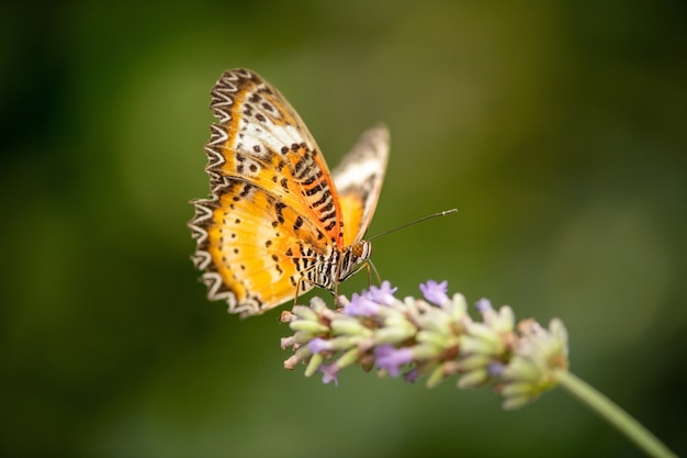 Schmetterling auf Blume