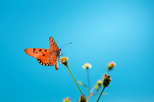 Schmetterling auf Blume