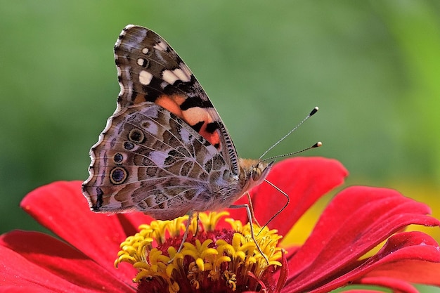 Schmetterling auf Blume