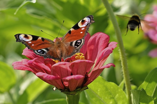 Schmetterling auf Blume