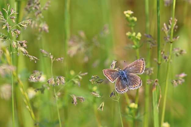 Schmetterling auf Blume