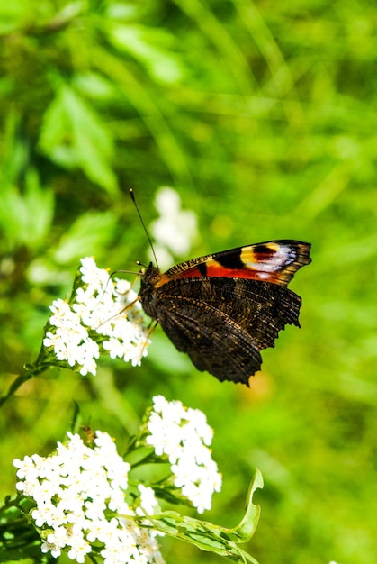 Schmetterling auf Blume