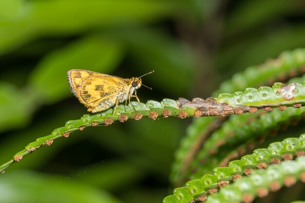 Schmetterling auf dem Blatt