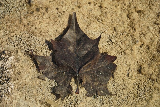 Schmetterling auf dem Sand