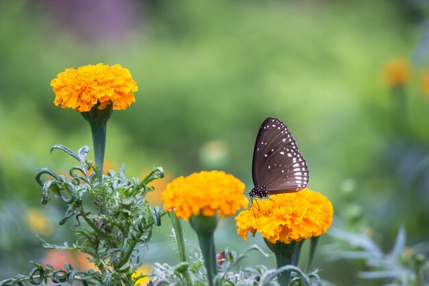 Schmetterling auf der Blume