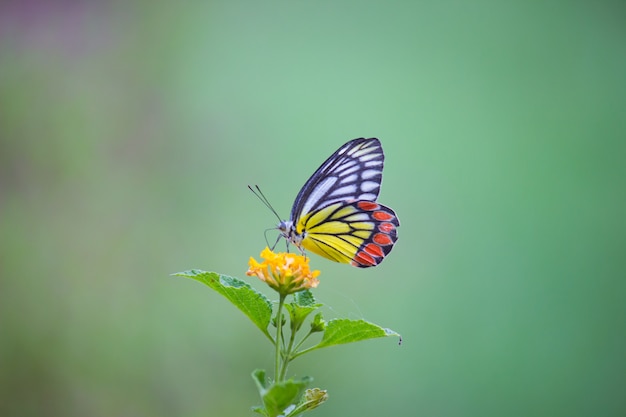 Schmetterling auf der Blume