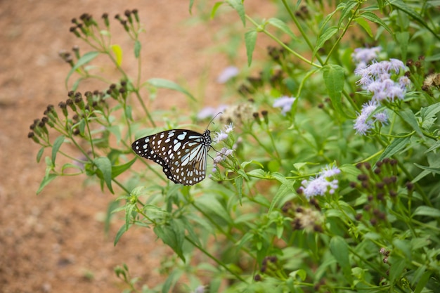 Schmetterling auf der Blumenpflanze