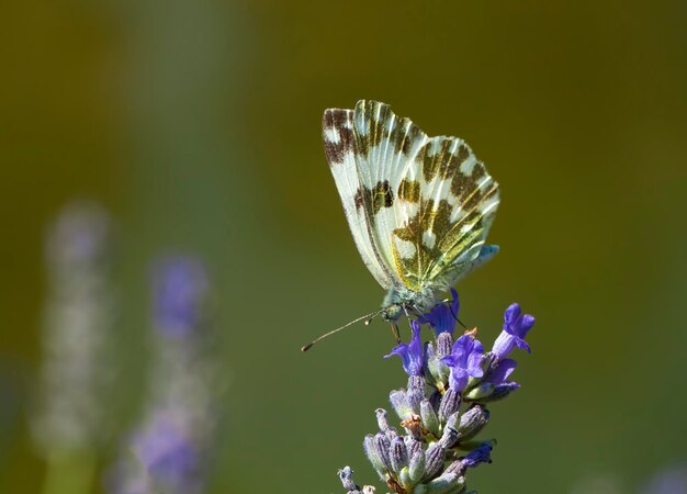 Schmetterling auf der bunten Blume in der Natur.