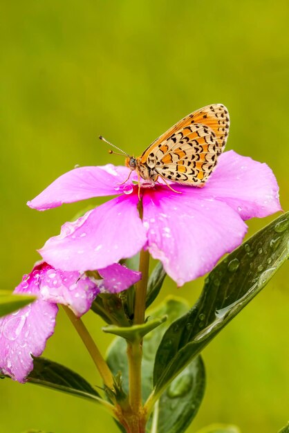 Schmetterling auf der bunten Blume in der Natur.