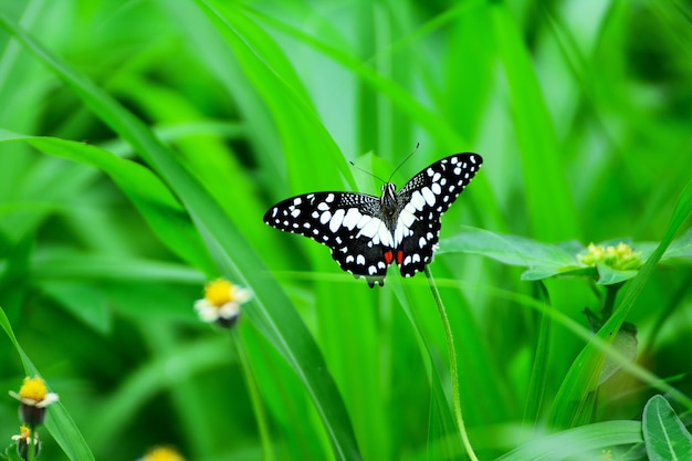 Schmetterling auf der Grasblume mit grünen Blättern als dem Hintergrund