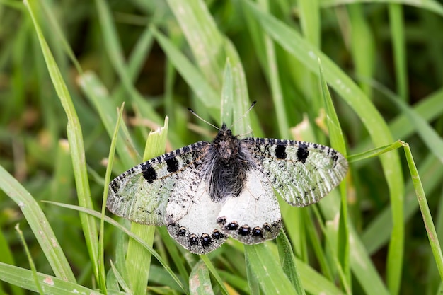 Schmetterling auf der Pflanze, Blume in der Natur. Wildes Leben.