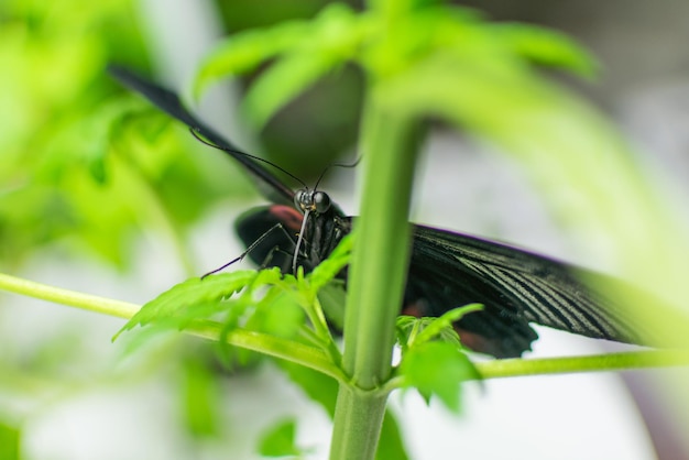 Schmetterling auf der Pflanze Marihuana