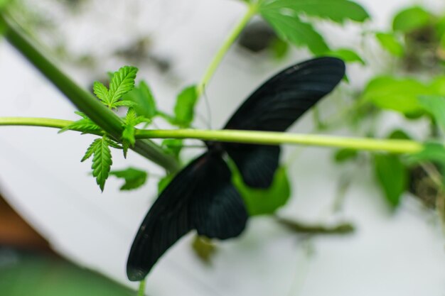 Schmetterling auf der Pflanze Marihuana