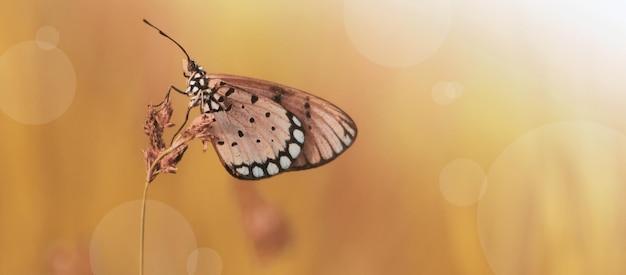 Schmetterling auf der Wiese mit Herbstszene