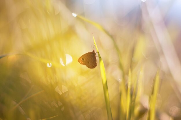 Schmetterling auf der Wiese mit Herbstszene