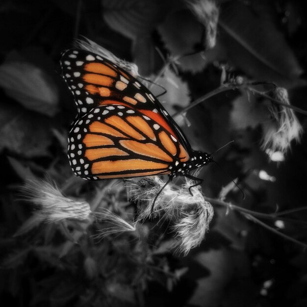 Schmetterling auf einem Blatt