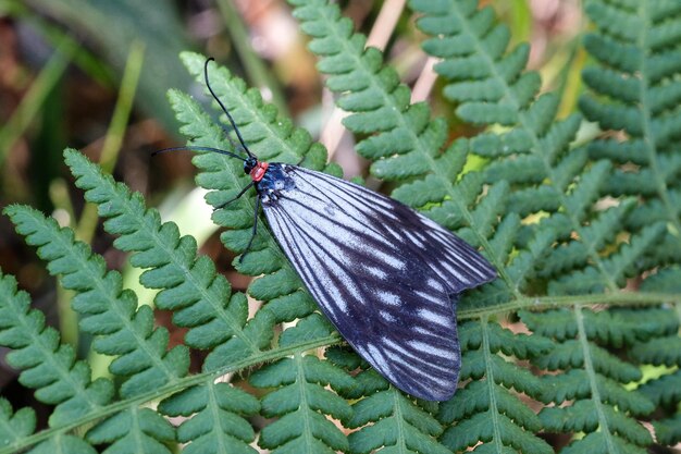 Foto schmetterling auf einem blatt