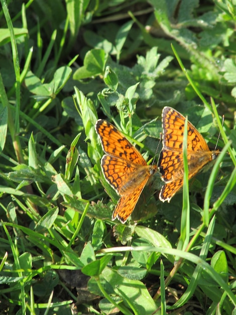 Schmetterling auf einem Blatt