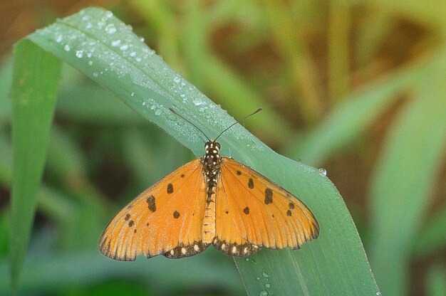 Schmetterling auf einem Blatt