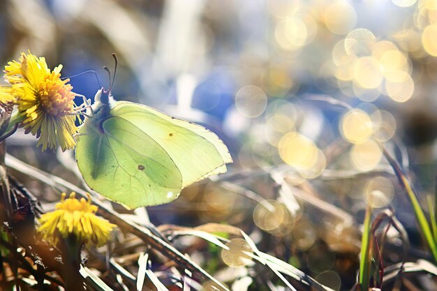 Schmetterling auf einem Blumenfrühlingshintergrund, abstrakte Ansicht April Wildnis