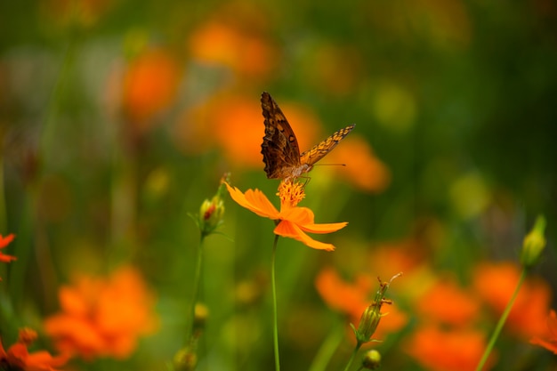 Schmetterling auf einem gelben Blumenhintergrund