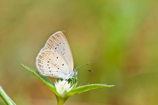 Schmetterling auf einem Grashalm