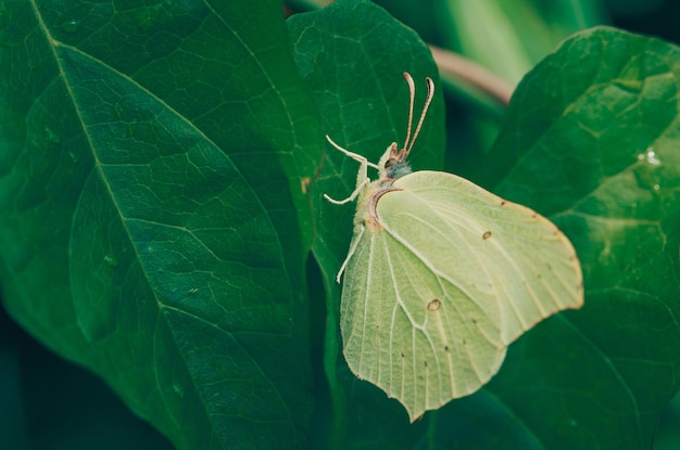 Schmetterling auf einem grünen Blatt mit blattförmigen Flügeln