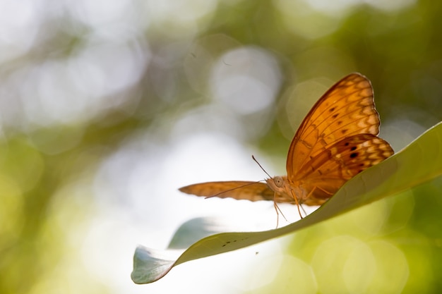 Schmetterling auf einem grünen Blatt