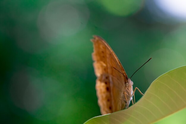 Schmetterling auf einem grünen Blatt