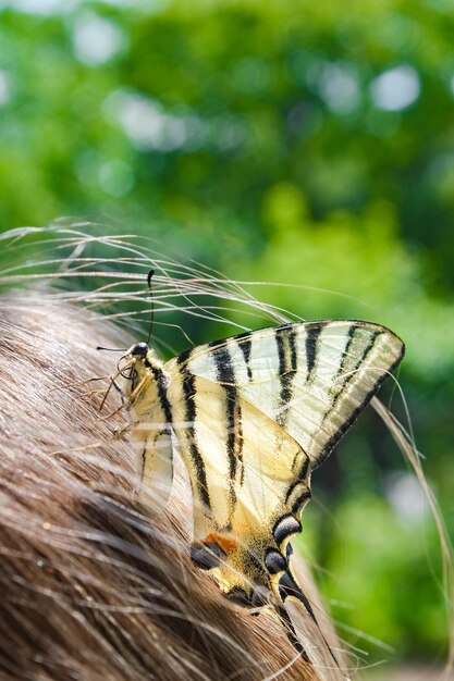 Foto schmetterling auf einem mann in guten händen draußen im sommerpark