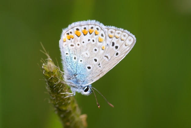 Foto schmetterling auf einem zweig