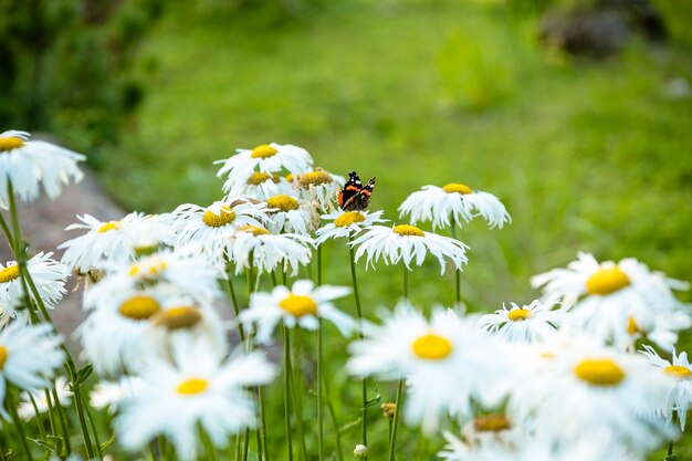 Schmetterling auf einer Blume. blühendes Gänseblümchen. Bunter Monarchfalter, der auf Kamillenblumen sitzt. Schmetterling, Kamille Gänseblümchen im Sommerfrühlingsfeld auf Naturwand mit Sonnenschein