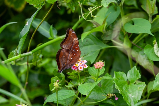 Schmetterling auf einer Blume im Garten in Nahaufnahme