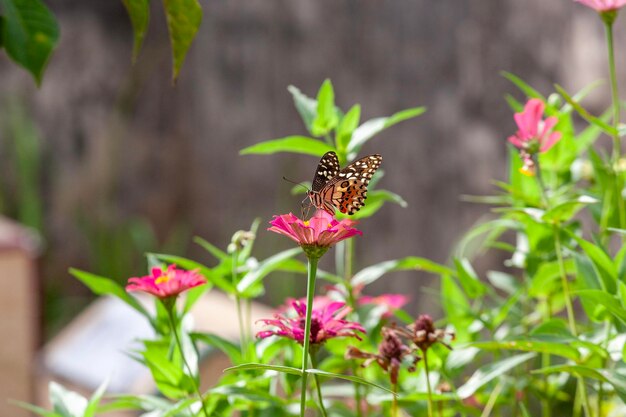 Schmetterling auf einer Blume im Garten in Nahaufnahme