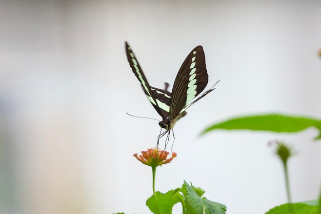 Schmetterling auf einer Blume im Garten in Nahaufnahme