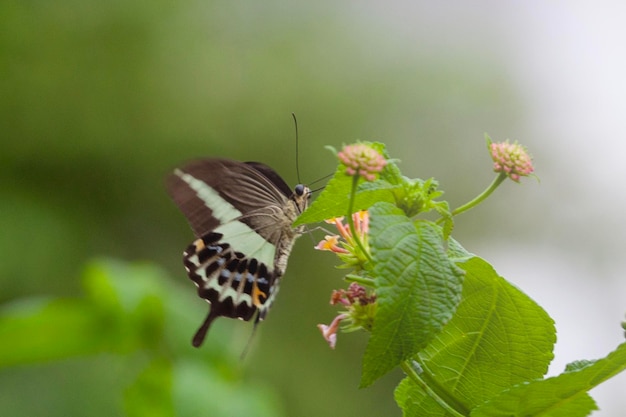 Schmetterling auf einer Blume im Garten in Nahaufnahme