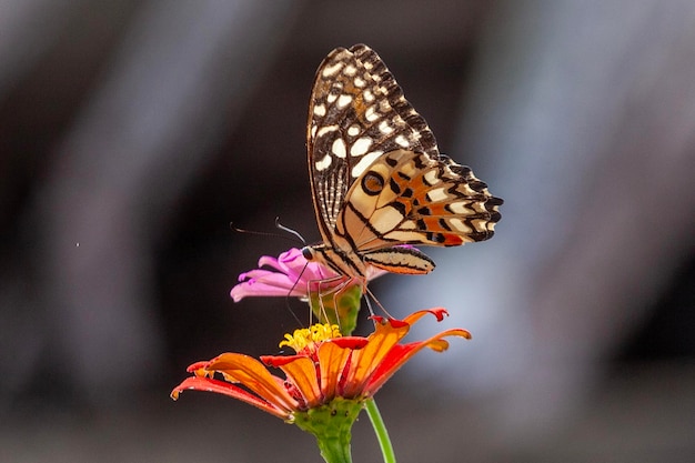 Schmetterling auf einer Blume im Garten in Nahaufnahme