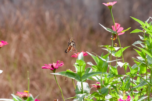 Schmetterling auf einer Blume im Garten in Nahaufnahme