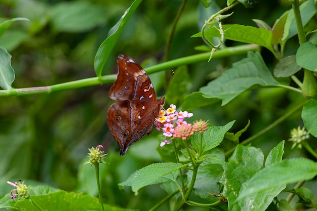 Schmetterling auf einer Blume im Garten in Nahaufnahme