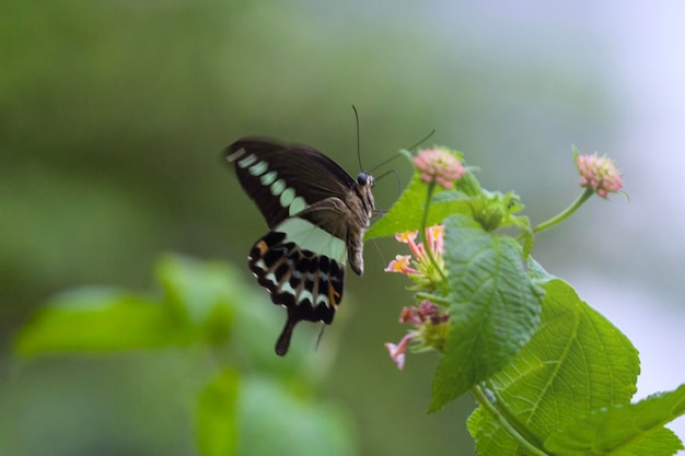 Schmetterling auf einer Blume im Garten in Nahaufnahme